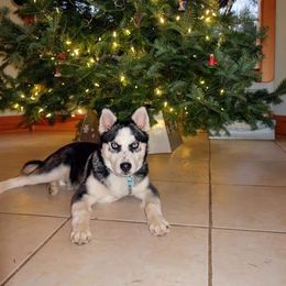 Pomsky Puppies from Paw-lenty of Pomskies