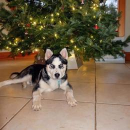 Pomsky Puppies from Paw-lenty of Pomskies