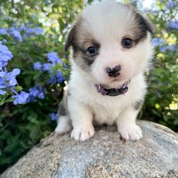 Girl 1 - Pembroke Welsh Corgi puppy in Springville, California from Campbell Creek Corgis