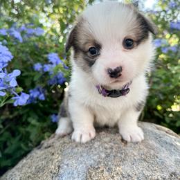 Girl 1 - Pembroke Welsh Corgi puppy in Springville, California from Campbell Creek Corgis