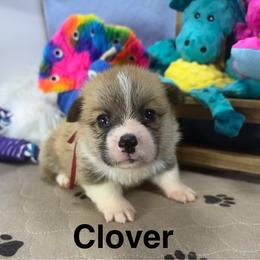 Clover - Sable male Pembroke Welsh Corgi puppy in Apison, Tennessee from Ashmore Corgis