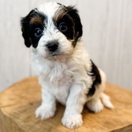 Cava - Black tri-color female Assorted Doodle Crosses puppy in Arlington, Washington from Doodle Love Laugh