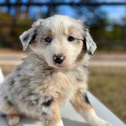 Juliet - Blue merle female Miniature Australian Shepherd puppy in St.James, Missouri from Vineyard Ridge Mini Aussies