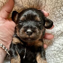 Boots - Black and tan male Cavapoo puppy in Cameron, South Carolina from Sassy Sailor & Company