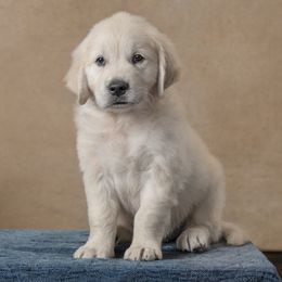 Sonny- Green Collar - Light golden male Golden Retriever puppy in Germantown, Ohio from Doodle Patch Farm