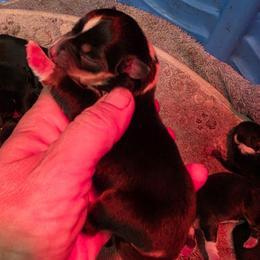 Girl 2 - Black and tan female Pembroke Welsh Corgi puppy in Middleburg, Florida from Mulkeys Little Corgis