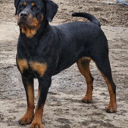 Freya - Rottweiler