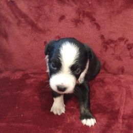 German Shepherd and Miniature Australian Shepherd Puppies from Central Florida Shepherds
