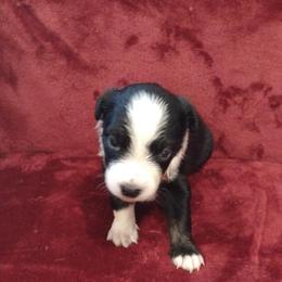 German Shepherd and Miniature Australian Shepherd Puppies from Central Florida Shepherds