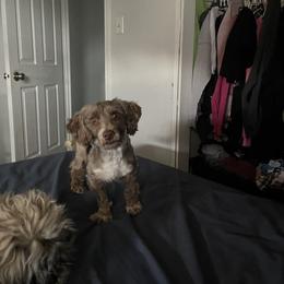 Fred - Havanese