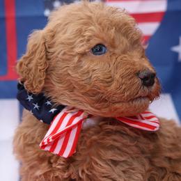 Independence - Brown and white female Bernedoodle puppy in Westminster, South Carolina from Goldendoodlepuppiessc
