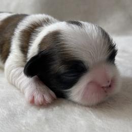 Shih Tzu Puppies from Little Miracles Shih Tzu