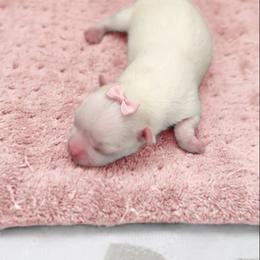 Stella - White female Maltese puppy in Mc Kinney, Texas from Made to Love Maltese LLC
