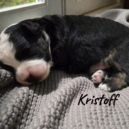 Kristoff - Black tri-color male Aussiedoodle puppy in Lebanon, Oregon from Abbott Family Farm