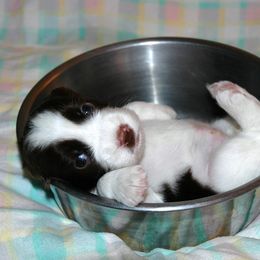 English Springer Spaniel Puppies from Brendael Springer Spaniels