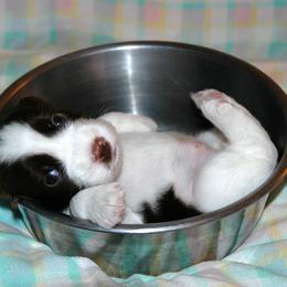 English Springer Spaniel Puppies from Brendael Springer Spaniels