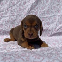 Beagle girl - Brown female Beagle puppy in Galax, Virginia from Dells  Dachshund’s