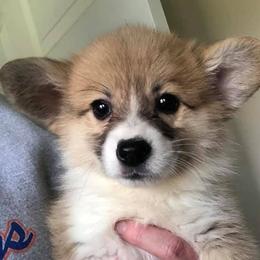 Bulldogs, French Bulldogs, and Pembroke Welsh Corgis from DiNels Pembroke welsh corgis