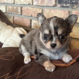 Merle male - Merle male Chihuahua puppy in Isanti, Minnesota from Happy Little Chihuahuas