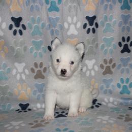Patches - White male Pomsky puppy in Clarkston, Utah from Red Rock Ranch Breeders