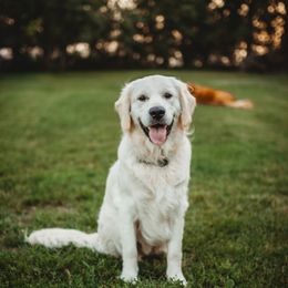 Leo - Golden Retriever