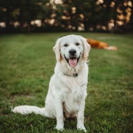 Leo - Golden Retriever