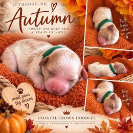 Autumn - Cream female Goldendoodle puppy in Port Saint Lucie, Florida from Coastal Crown Doodles
