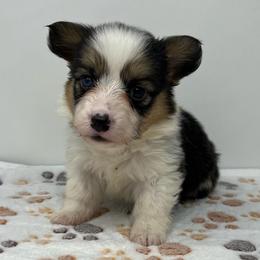 Lolli - Black and tan female Pembroke Welsh Corgi puppy in Waco, Texas from The Comma Corgis