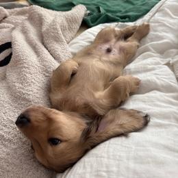 Lewyn - Cream male Dachshund puppy in Corona, California from ChezBeale