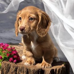 AKC Red female - Red female Dachshund puppy in Glen St Mary, Florida from Little Pawz, LLC