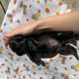 Clarice - Brindle female Dachshund puppy in Sparks, Nevada from Hursh’s Hounds