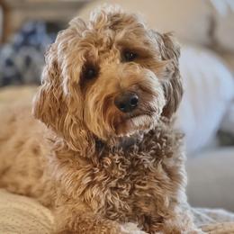Ginger - Goldendoodle