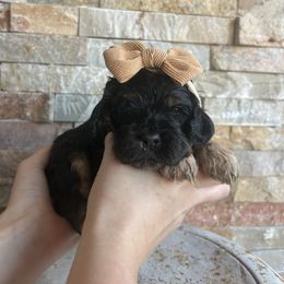 Nell - Black and tan female Cockapoo puppy in Indiana from muddy boots cocker spaniels and cockapoos