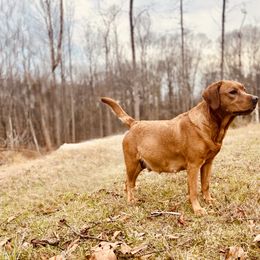 Ginger - Labrador Retriever