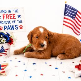Harbor - Red  male Goldendoodle puppy in Apopka, Florida from The Classic Doodle