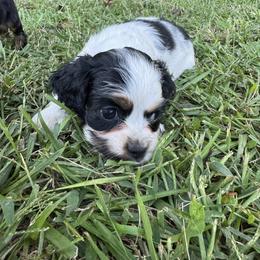 Boy 4 - Brown - Black white and tan male Cocker Spaniel puppy in Ellenboro, North Carolina from Chantels Spaniels