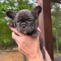 Purple collat girl - Liver female French Bulldog puppy in Golden, Missouri from Baxa Frenchie’s