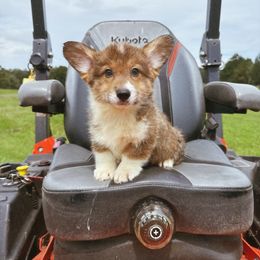 Thorn - Sable and white male American Corgi puppy in Inverness, Florida from Canaan Farm Corgis