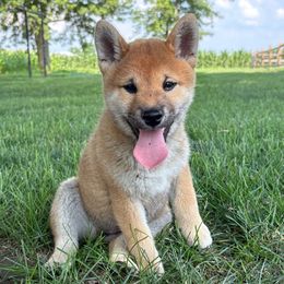 Xena - Sesame female Shiba Inu puppy in Covington, Ohio from Rustic Country Shibas