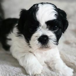 Charleston - Black and white male Shihpoo puppy in Rural Retreat, Virginia from Kopydlowski's Shihpoo and Shichon pups