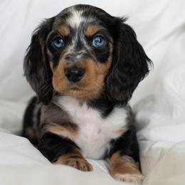 Franklin - Dapple male Dachshund puppy in Memphis, Tennessee from Lone River Dachshunds