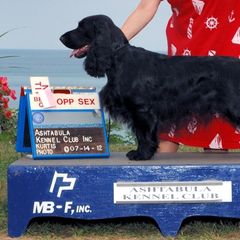 Field Spaniels from Kingsbury Run Kennels