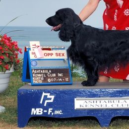 Field Spaniels from Kingsbury Run Kennels