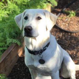 Aspen - Labrador Retriever