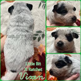 Vixen - Blue male Australian Cattle Dog puppy in Hiddenite, North Carolina from Institute Australian Cattle Dogs