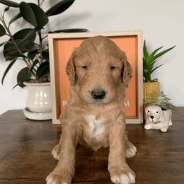 Goldendoodle and Golden Retriever Puppies from Polk Pups