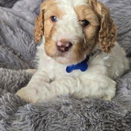 Apricot parti - Parti male Poodle puppy in Bauxite, Arkansas from Mountain Ridge Poodles