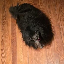 Beetlejuice - Pomeranian