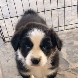 Shock - Black tri-color female Australian Shepherd puppy in Neola, Utah from Wall To Wall Aussies