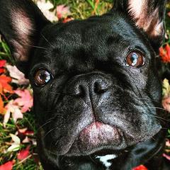 French Bulldogs from Edna's Frenchies